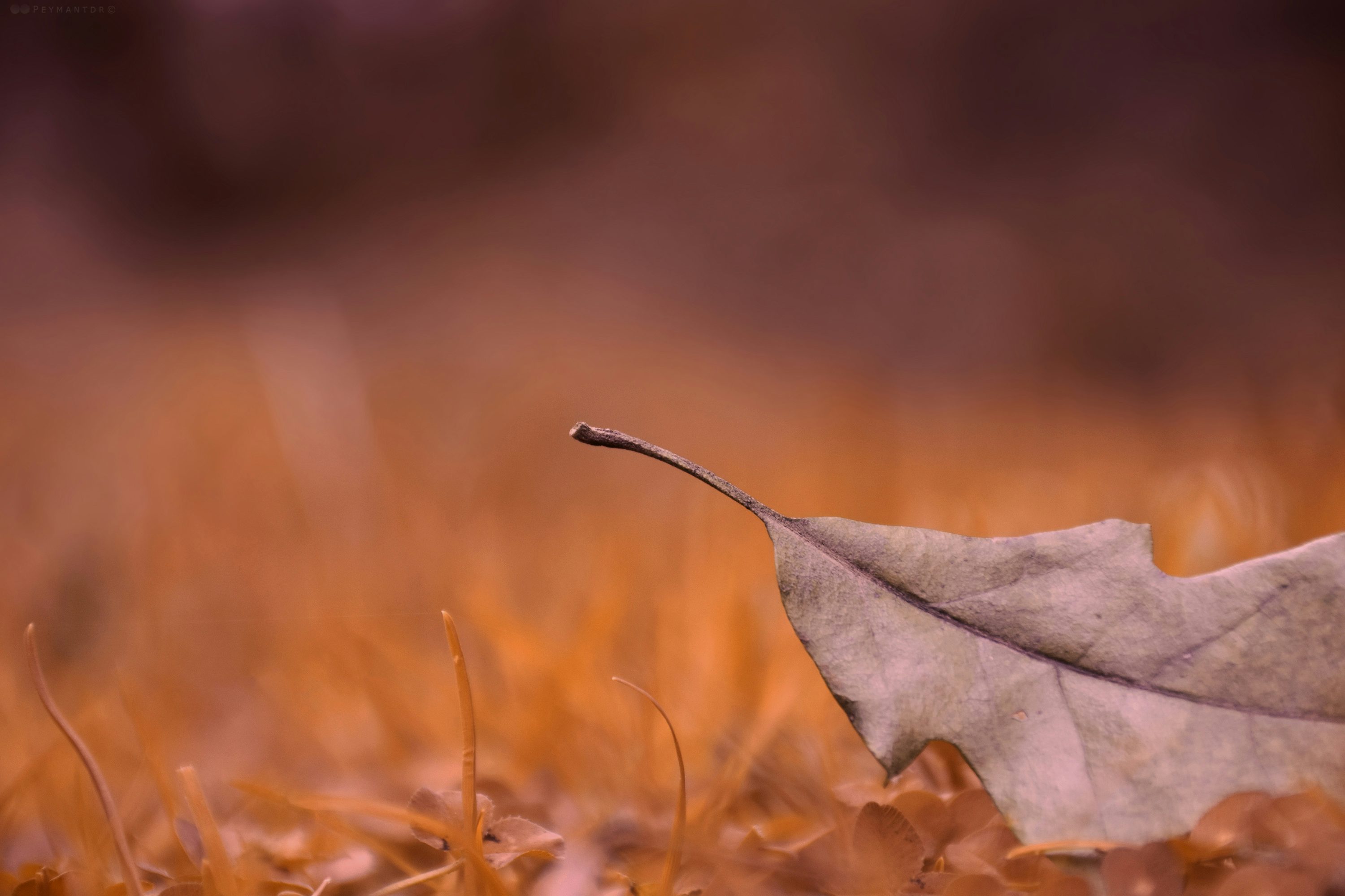Lessons from the Falling Leaf: Finding Strength in Sacred Surrender