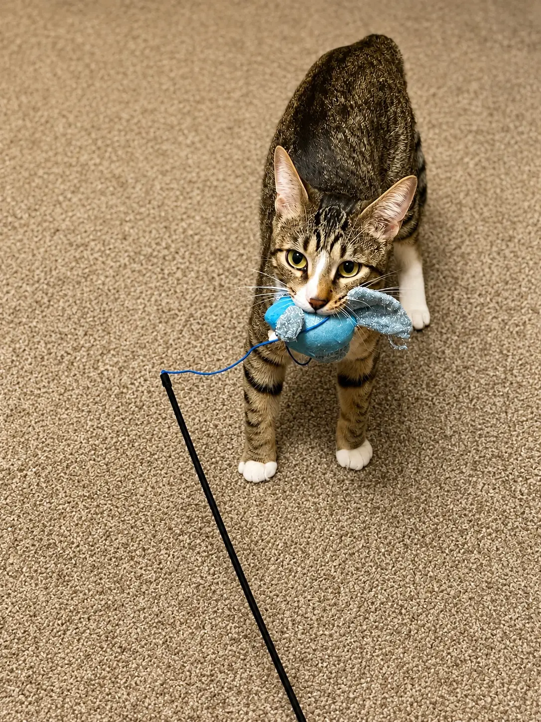 Tabby cat Jonah standing on carpet with a blue toy in his mouth